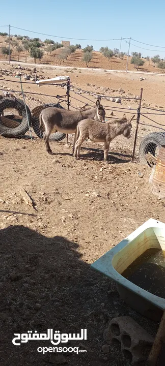 حمارات للبيع