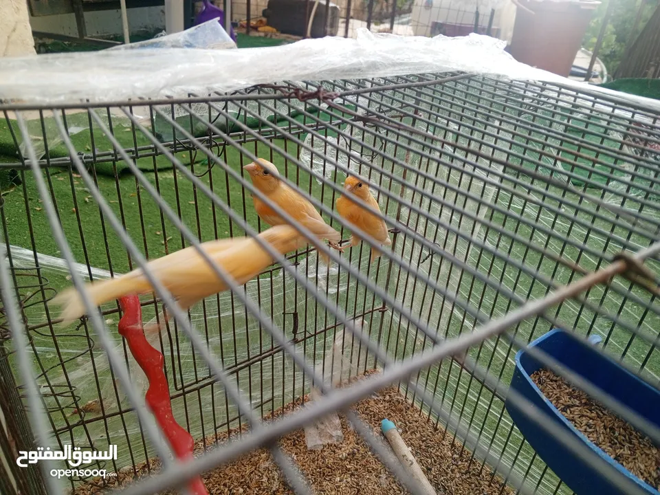 كنارات درجة أولى للبيع ( ذكرين و انثى )