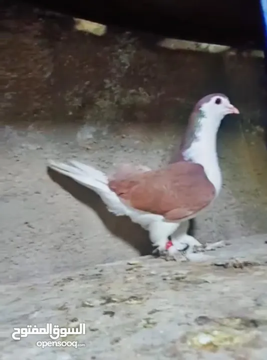 بسم الله الرحمن الرحيم   متاح بالصلاة على النبي   مسود قراقطه شامي   مطوق احمر   مطوق اسود   عنابي ا