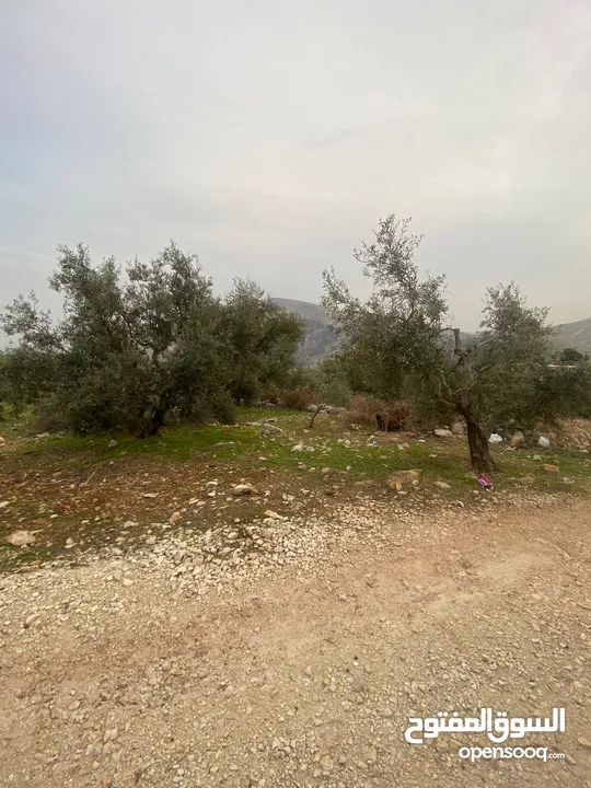ارض للبيع نابلس_طلوزه