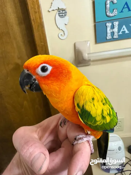 Male and female sun conures.