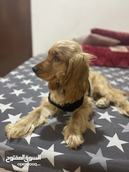 American cocker spaniel male puppy 5 months old full vaccination and passport done