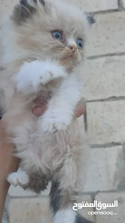ذكر‎ راغدول عمر شهرين