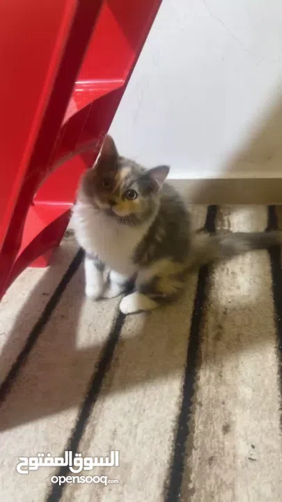 قطه شيرازي 5 شهور مع كامل اغراضها لون مميز