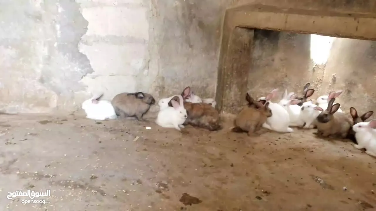 ارانب للبيع فرنسي وبلدي