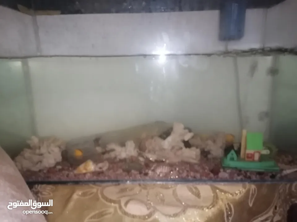 حوض سمك للبيع بسعر حرق مع الفرتلر