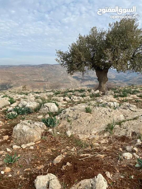 14 قطعة أرض في أجمل مناطق كفرنجه في عجلون