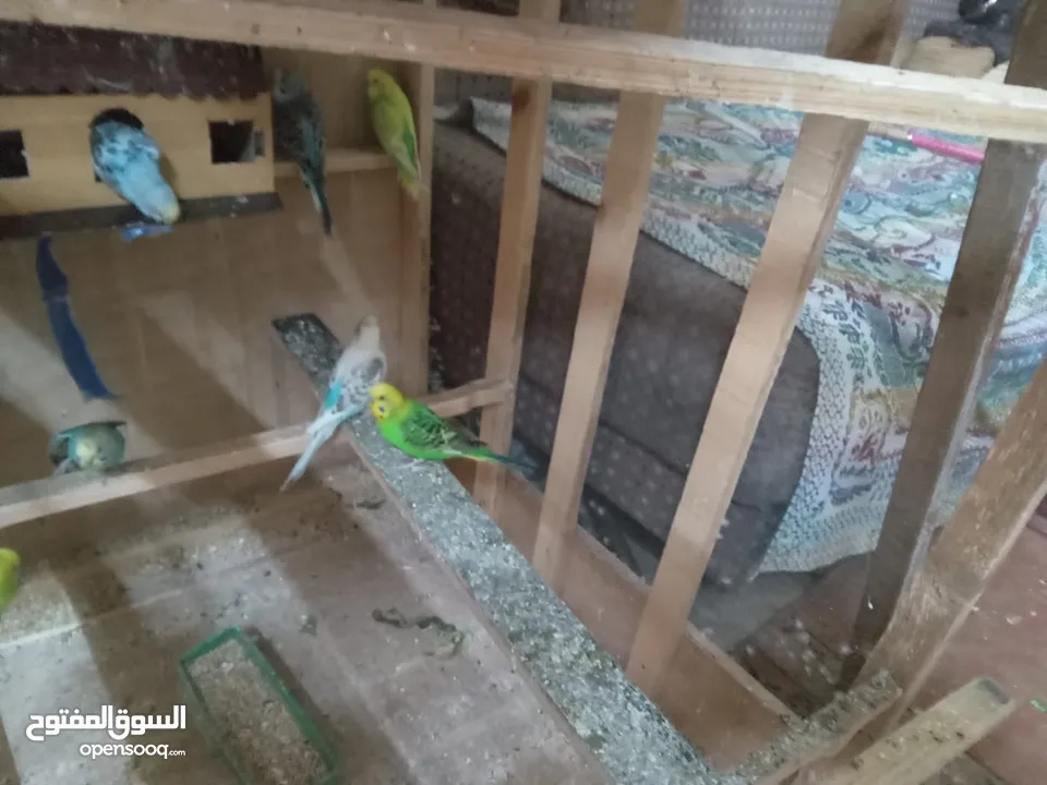 طيور الحب نوع البادجي بأحلى الألوان والأصوات