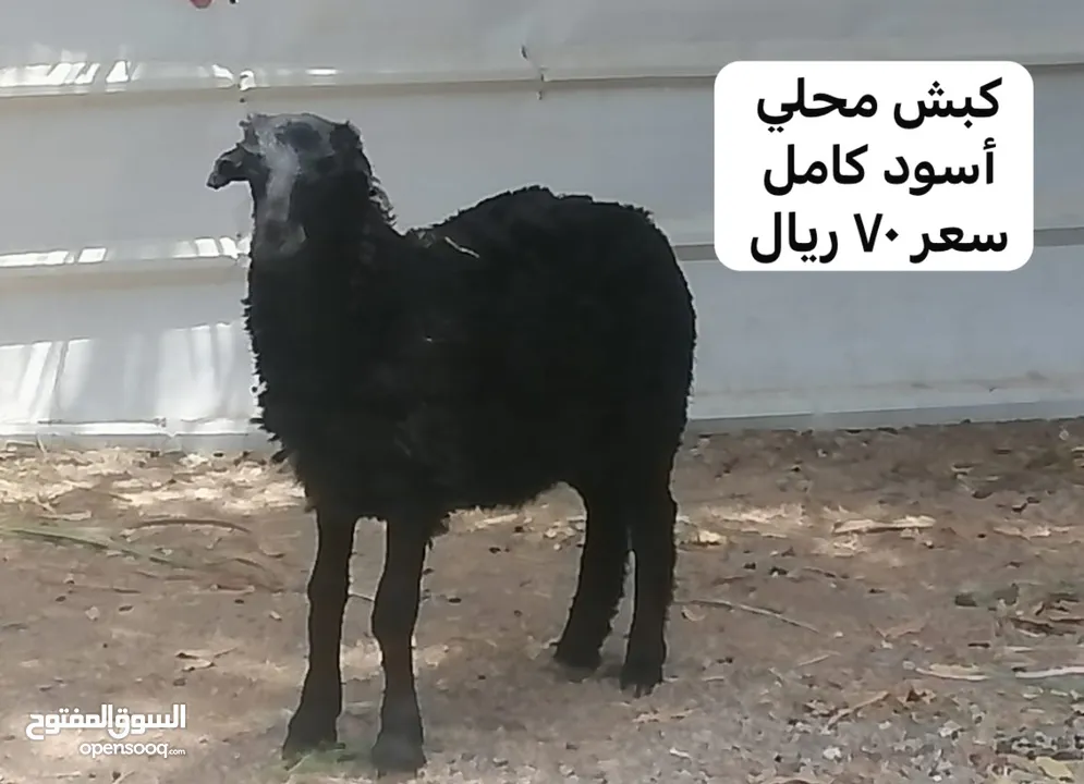 حلال متنوع  كبش أسود   تيس أحمر