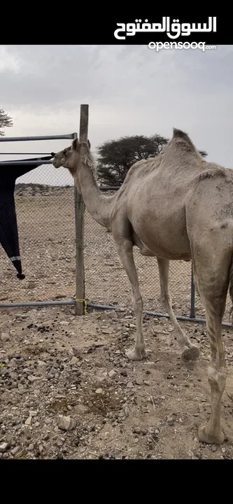 بوش حول للبيع جعدان مال لحم للبيع