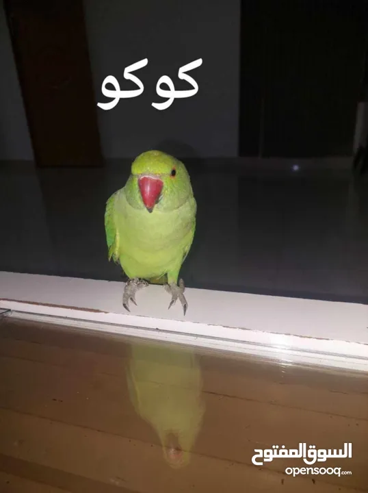 ببغاء درارة  هندي كوكو عمر سنة وريكو عمر سنة ونص اليف ولعوب ومدرب وصحتو جيدة جدا ومرح بلعب بالبيت .