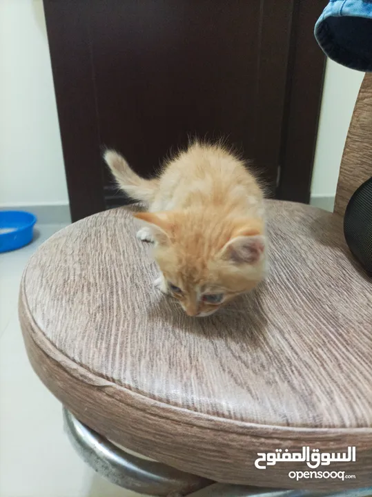 Small 1 month munchkin cat