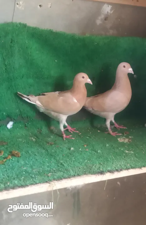 ثلاثه جواز شغاله البدل على طيور حب
