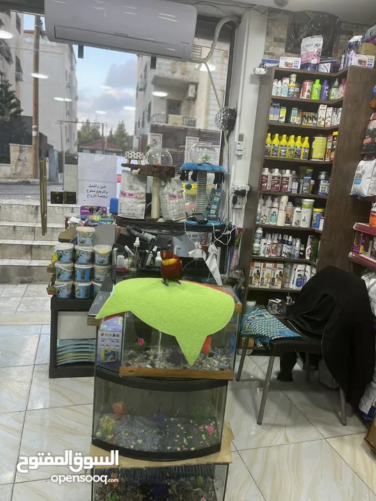 ببغاء اللوري رومانسي ولعوب راقص متكلم