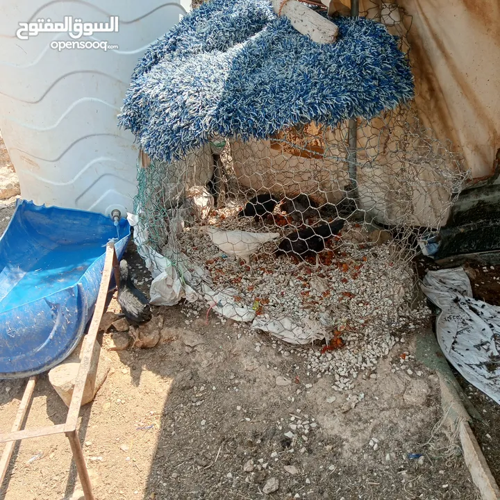 فراخ للبيع السلط