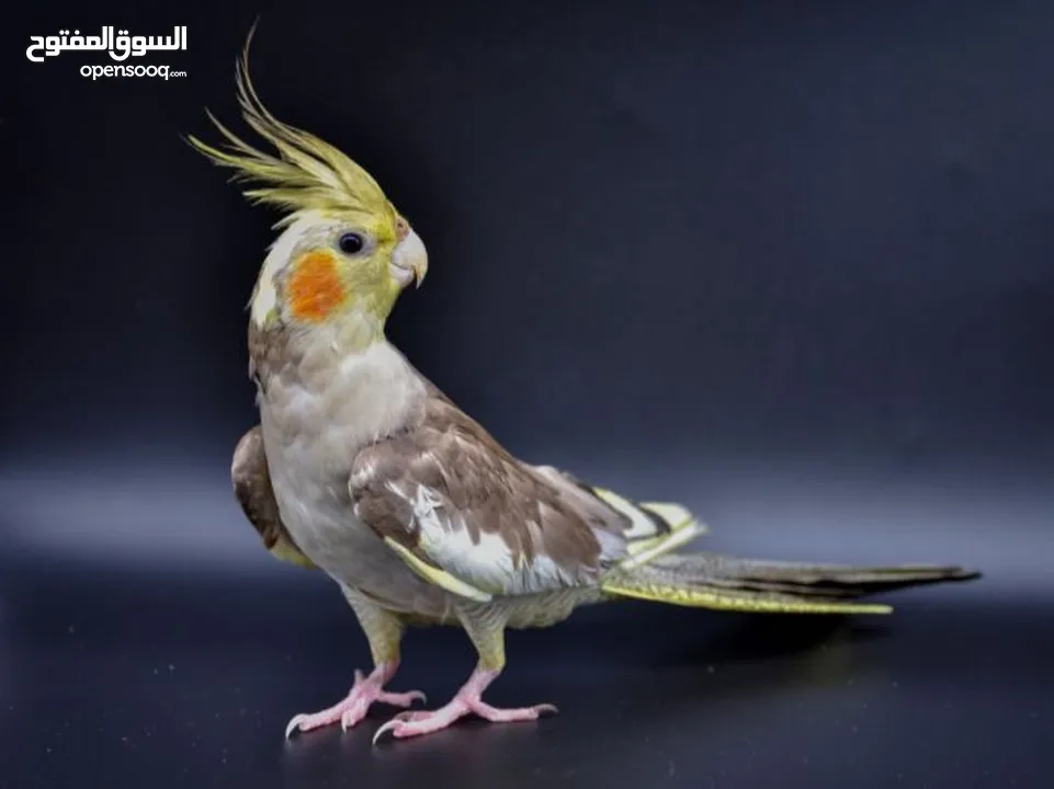 كوكتيل أليف آمن على الأطفال قابل للتعلم والكلام عمر صغير اقرأ الوصف