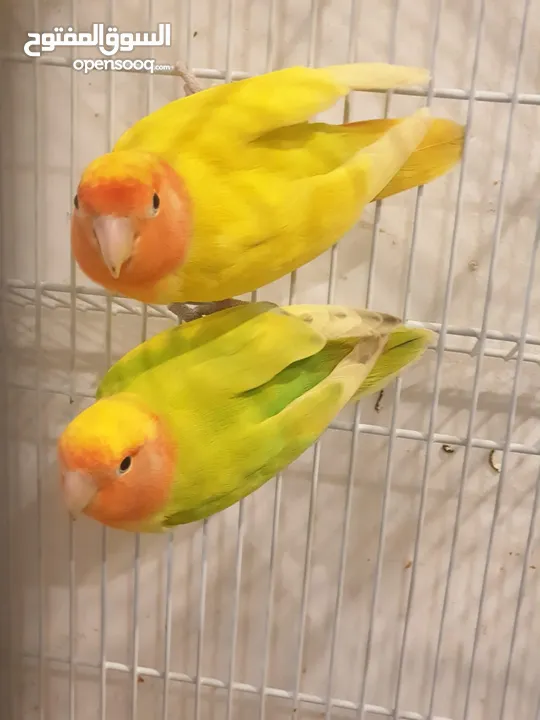 Pair of Love birds for sale