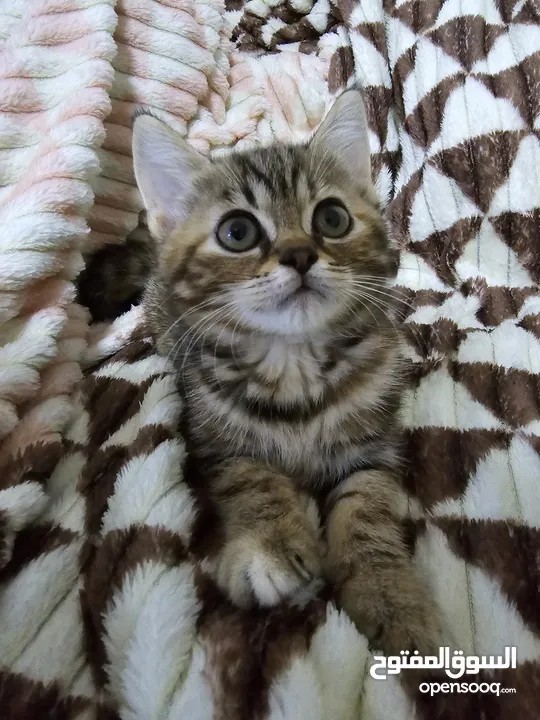 British Shorthair tabby 2 months old