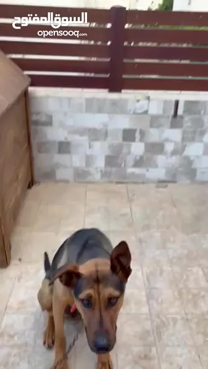 Doberman Shepherd)  اقرأ وصف