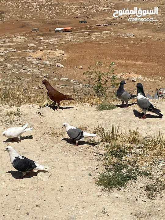 حمام ما شاء الله للبيع شوف الوصف