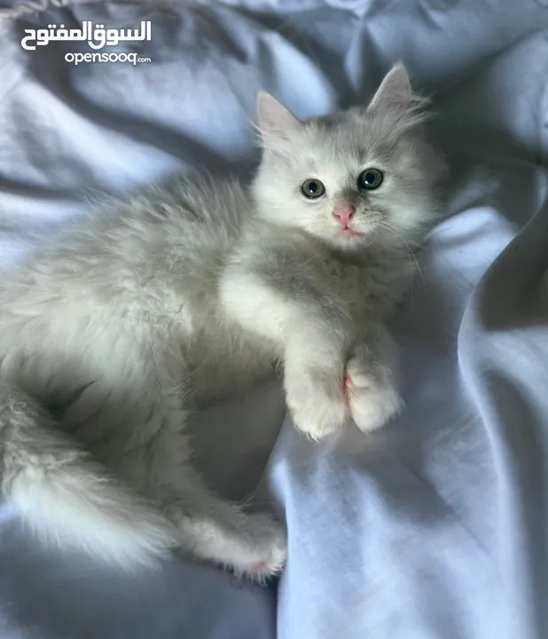 قطط هملايا وشيرازي وبريتش للبيع بسعر رمزي