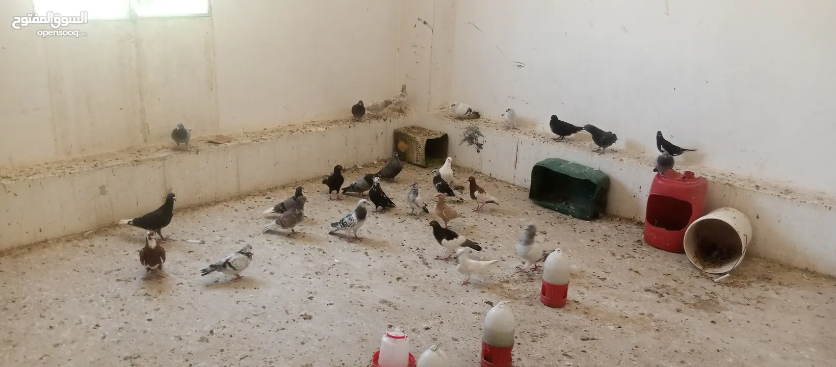 حمام العدد25
