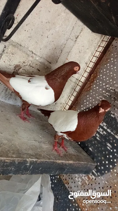 جواز حمام للبيع