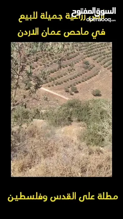 مرسيدس واراضي في ماحص وصافوط والمفرق للبيع وشقق للايجار في خلدا