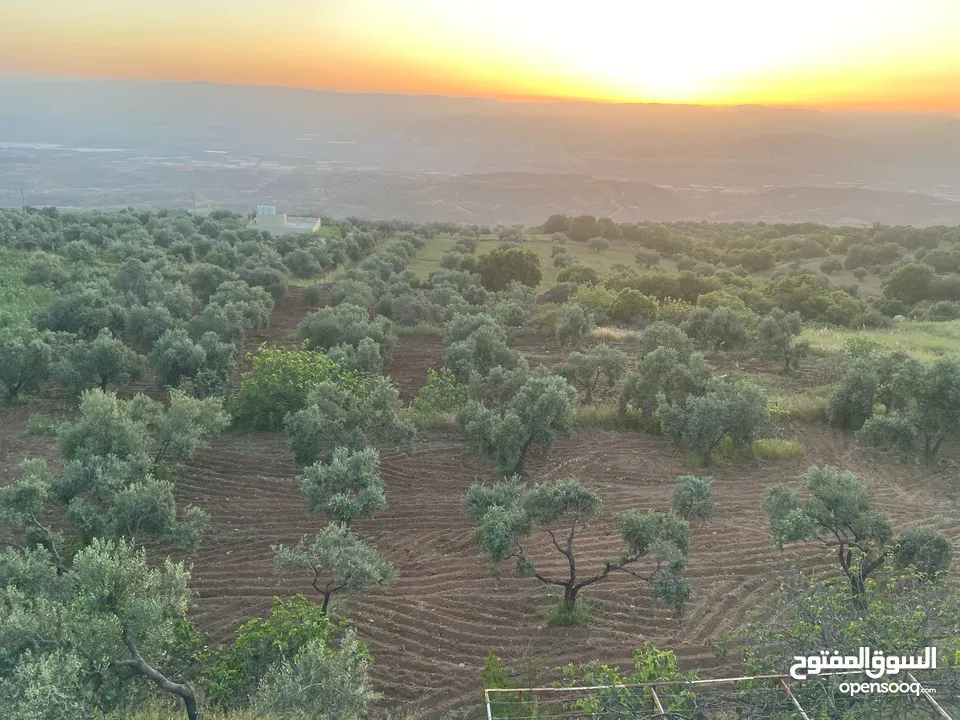 5.5 دونم مزرعة بالسلط باطلالة بانورما على فلسطين للبيع بسعر مغري قابل للتفاوض للجادين