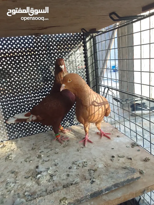 جوز شكالي جوز مشامشة زرق