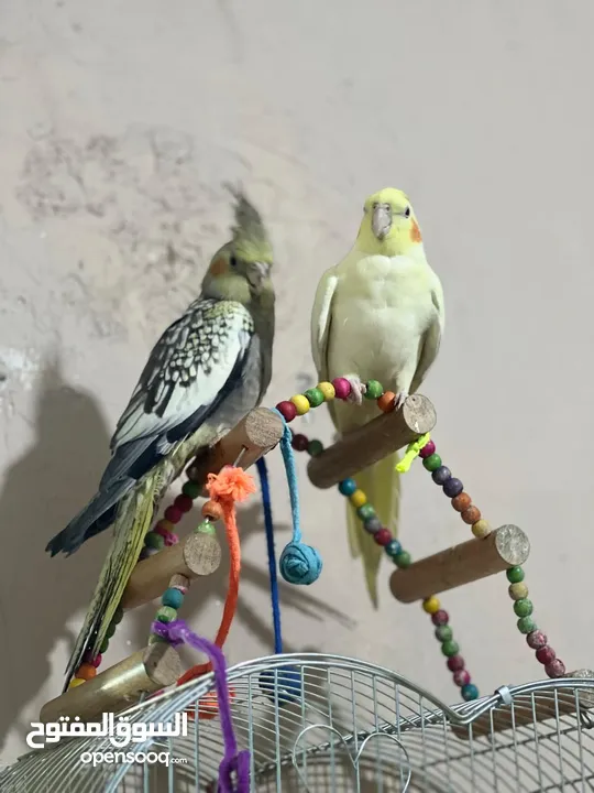 جوز كوكتيل بصلاة على النبي فل جانبو اليفات جدأ للبيع للبيع