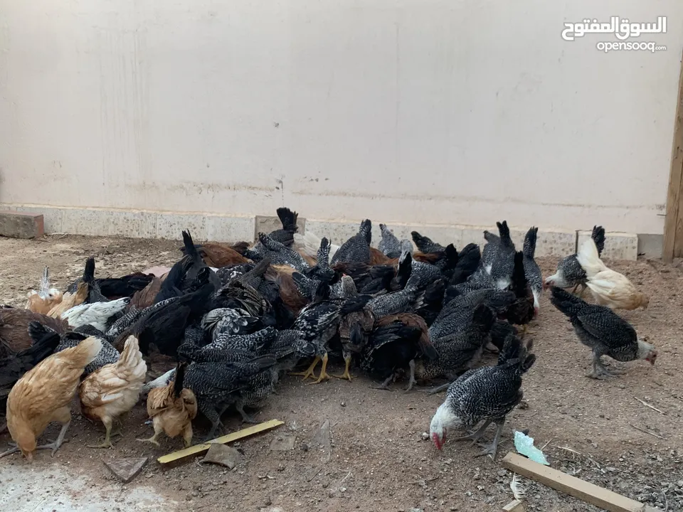 دجاج  للبيع