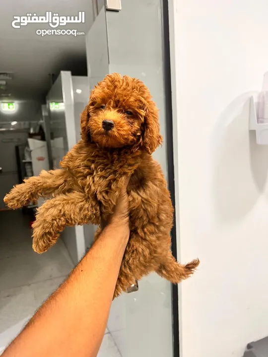 poodle puppy