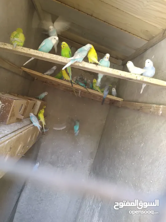 عصفور طير الحب الجوز