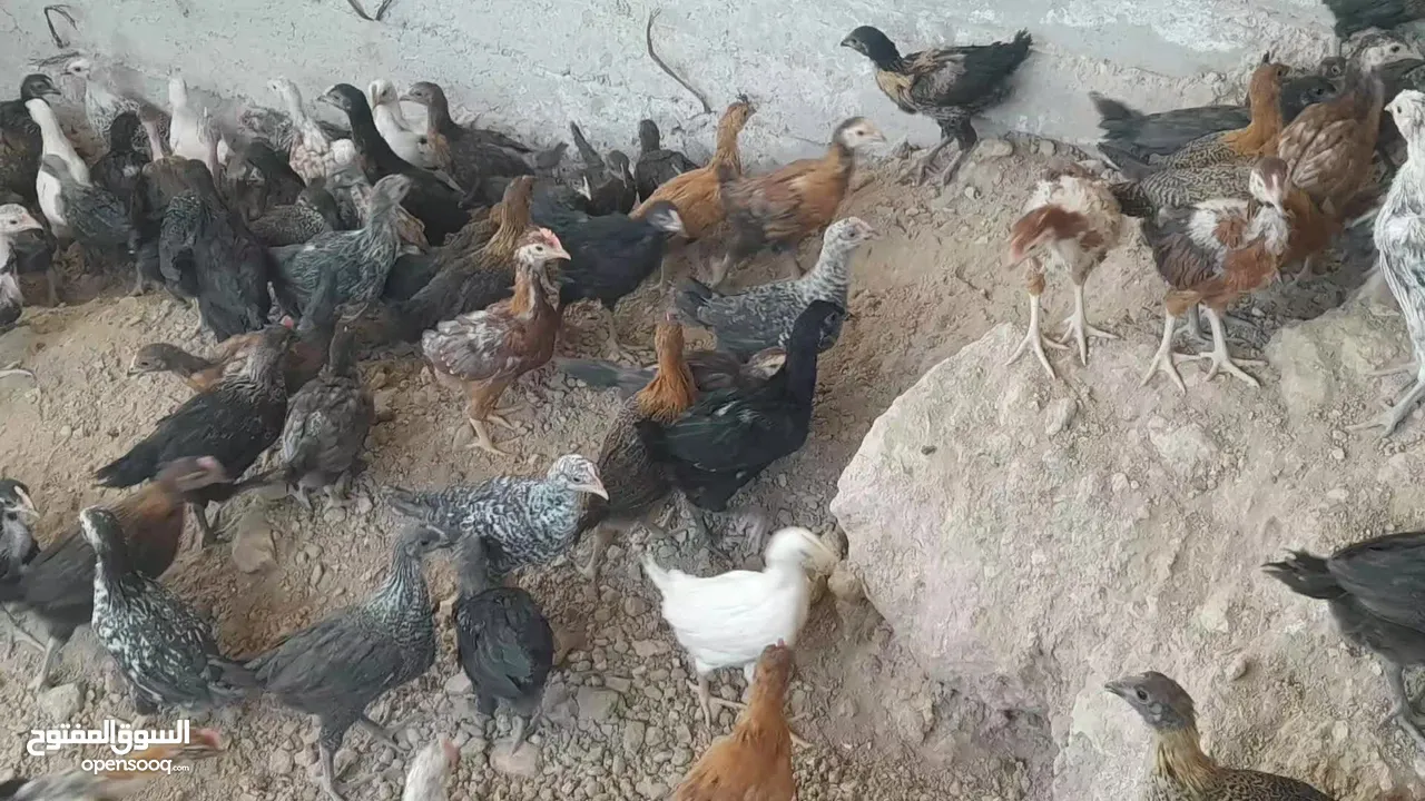 فراخ بلدي لبيع عمر شهر ونص بسعر قليل