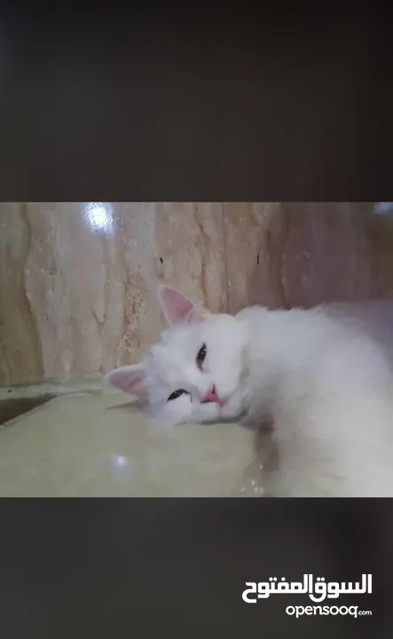 قطة شيرازي عمر 11 شهر م