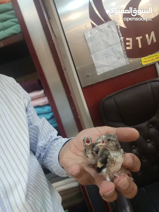 حسون فرخ عش محجل مسمع