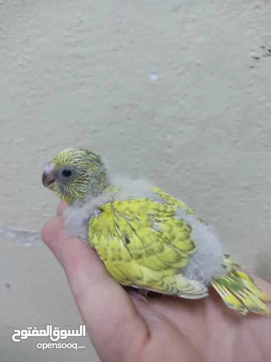 بادجي شغال للبيع  شوف الوصف
