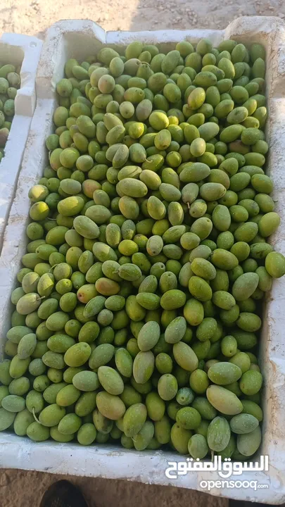 زيتون مكبوس عالي الجودة