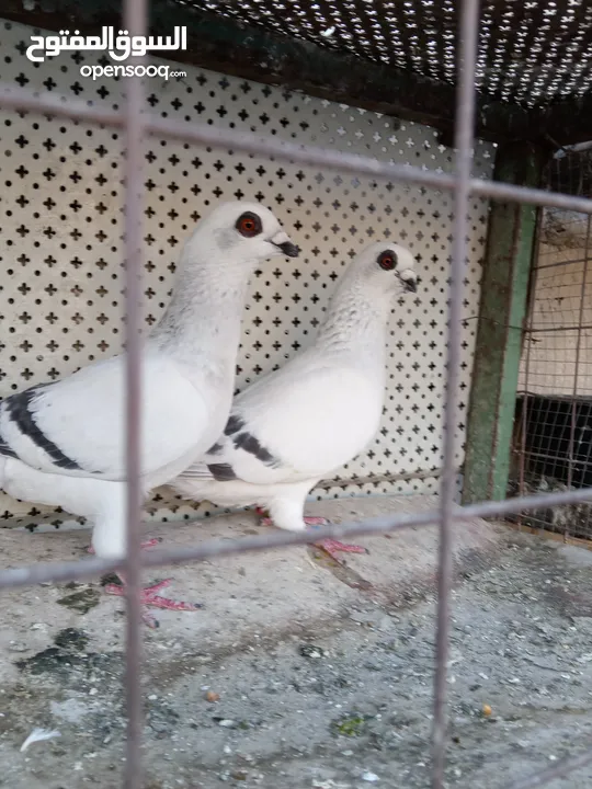 جواز الكوم عل 13 اجوز القطع كل اشي بسعرو