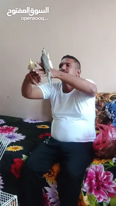 كوكاتيل اليفين جداا
