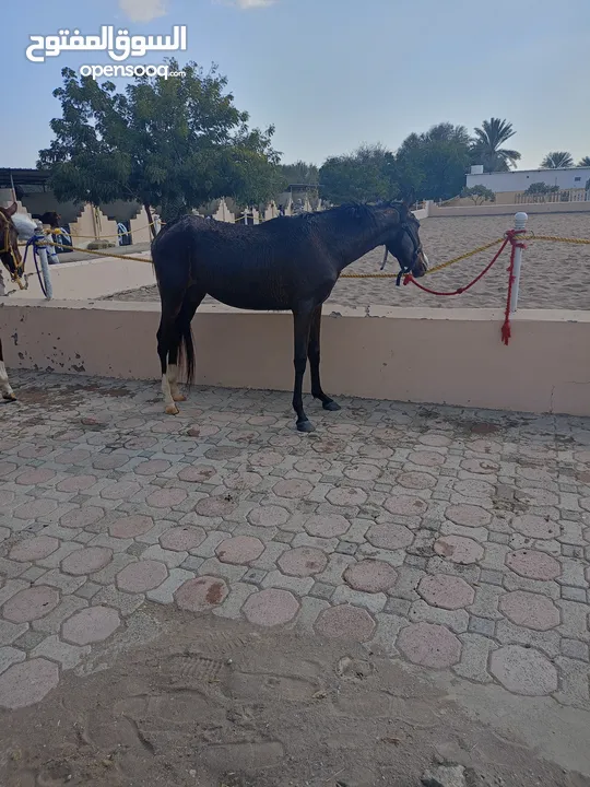 الخيل شجاع