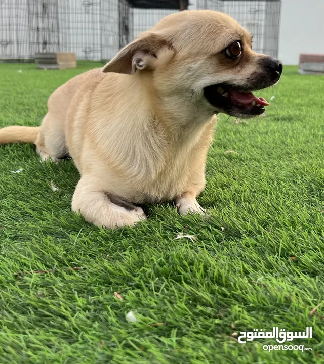Chihuahua female