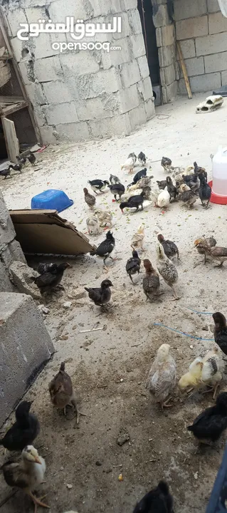 صوص جاج بلدي