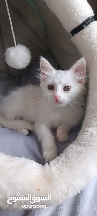 قطه شيرازيه عمرها شهرين للبيع