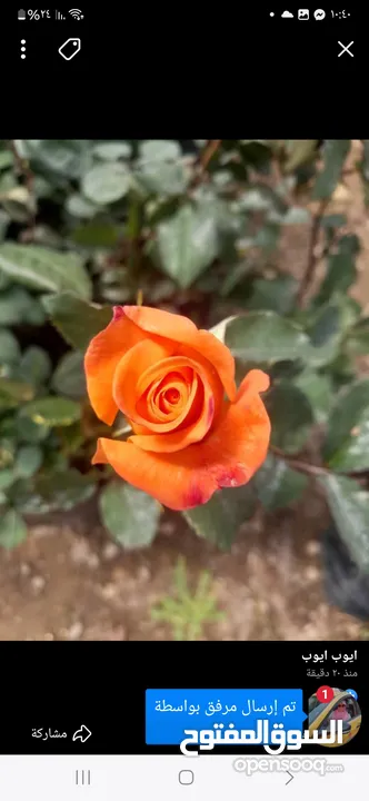 شقه للبيع بسعر مناسب