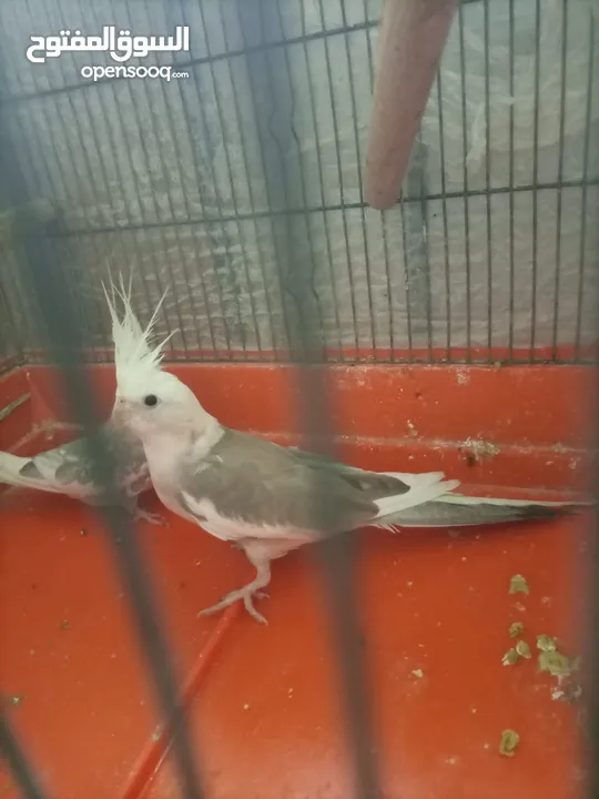 جوزين كوكتيل تحتهم بيض للبيع منهم جوز وايت فيس