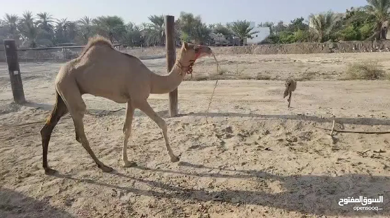 ناقه مع قعود