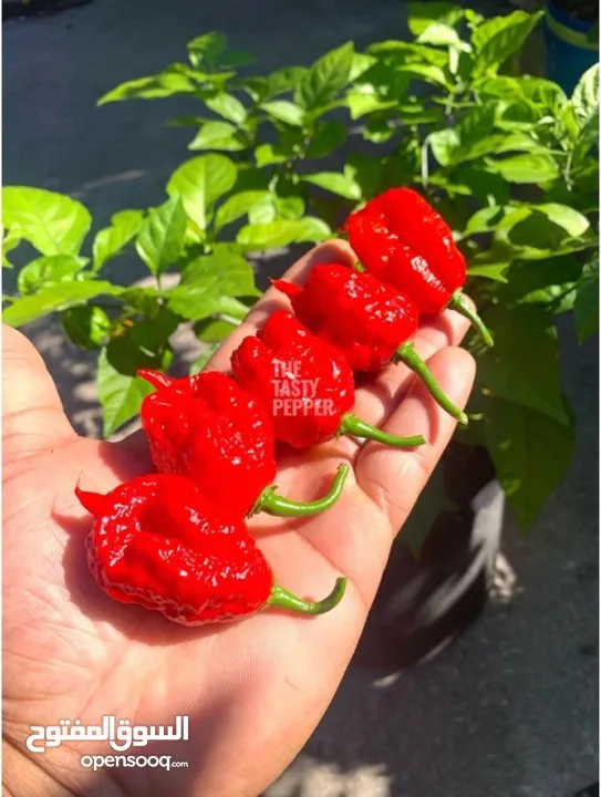 للبيع شتلات اقوى فلفل بالعالم كارولينا ريبر carolina reaper