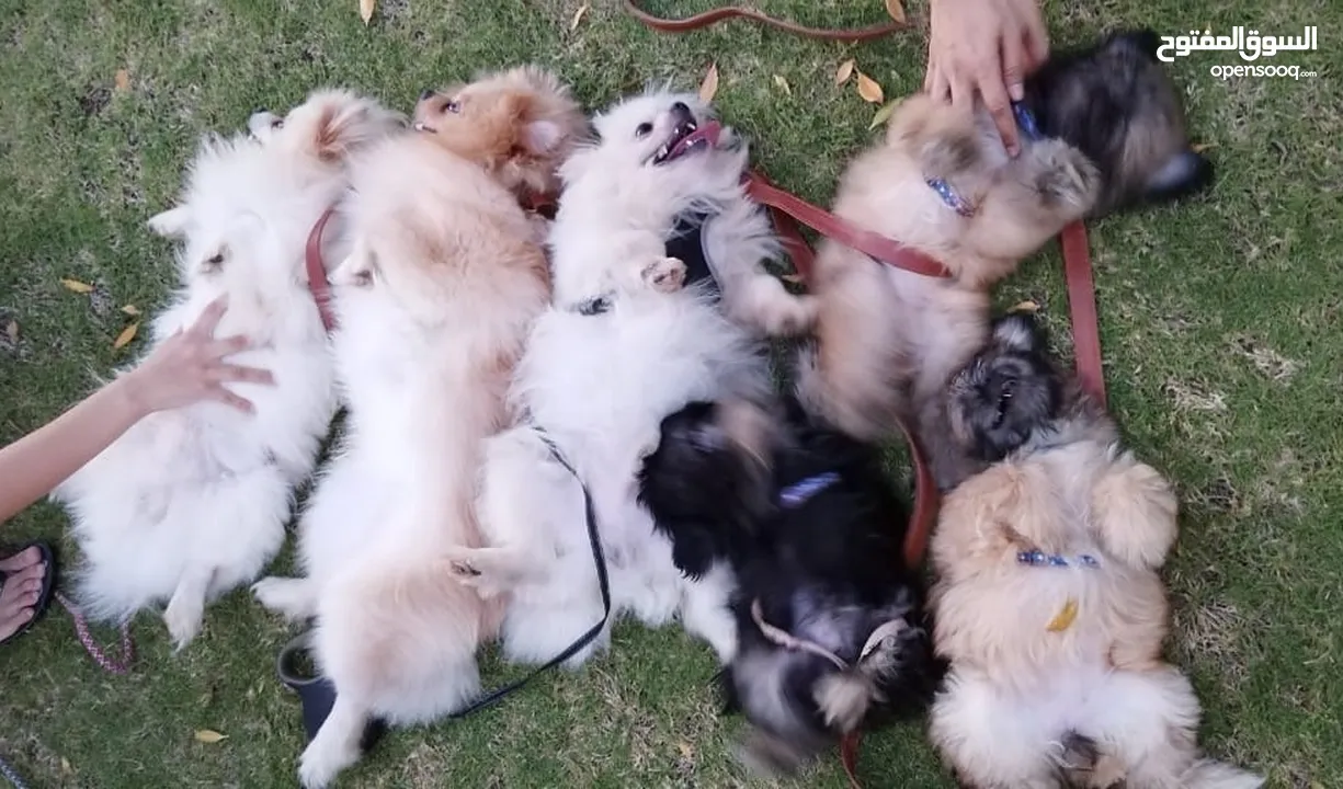 Pomeranian Dog and Puppies ready for Rehoming ¹+¹=³